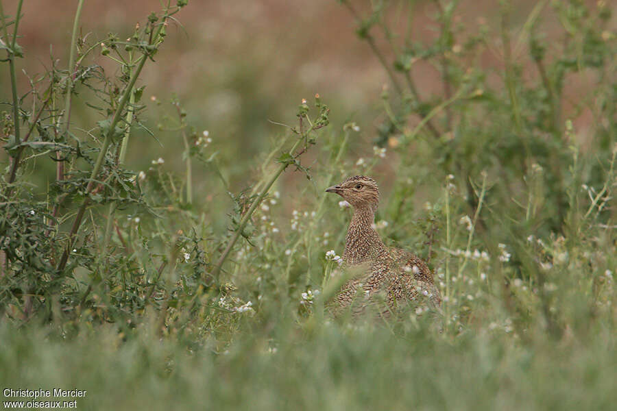 Outarde canepetière femelle, habitat