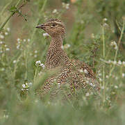 Little Bustard