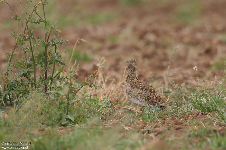 Little Bustard female adult, identification