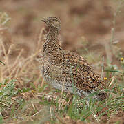 Little Bustard