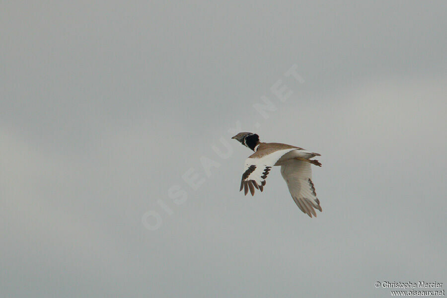 Little Bustard