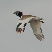 Little Bustard