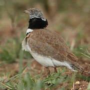 Little Bustard