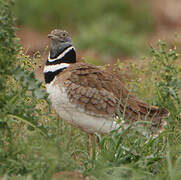 Little Bustard