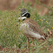 Little Bustard