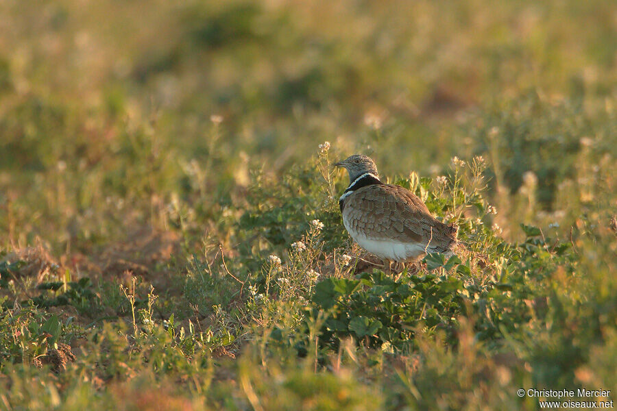 Little Bustard