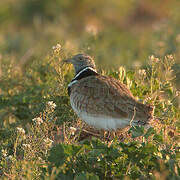 Little Bustard