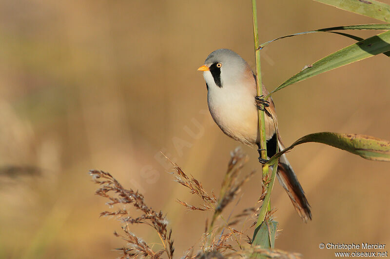 Bearded Reedling