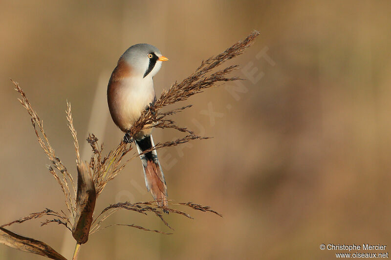 Bearded Reedling