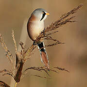 Bearded Reedling