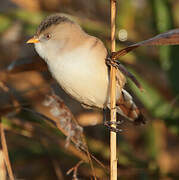 Bearded Reedling