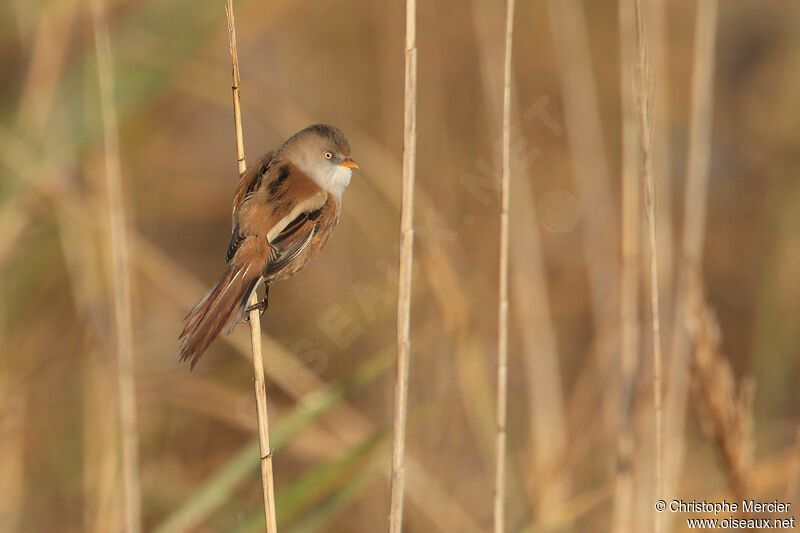 Bearded Reedling