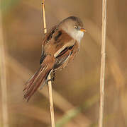 Bearded Reedling