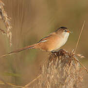 Bearded Reedling