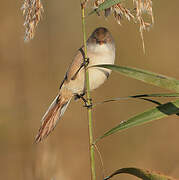 Bearded Reedling