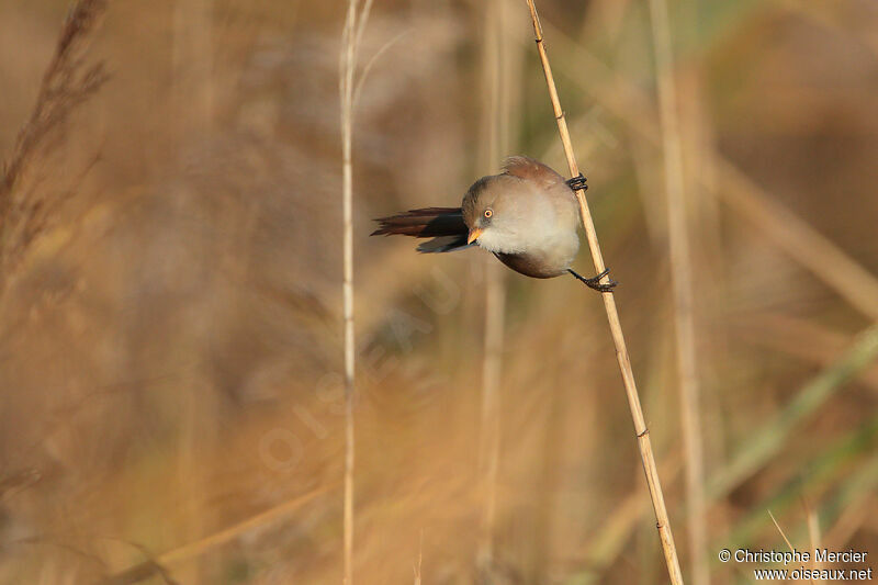 Bearded Reedling