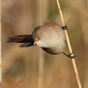 Bearded Reedling