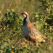 Red-legged Partridge