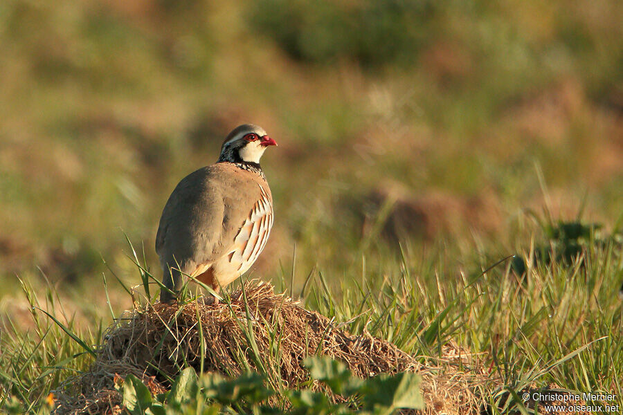 Red-legged Partridge