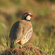 Red-legged Partridge