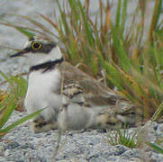 Little Ringed Plover