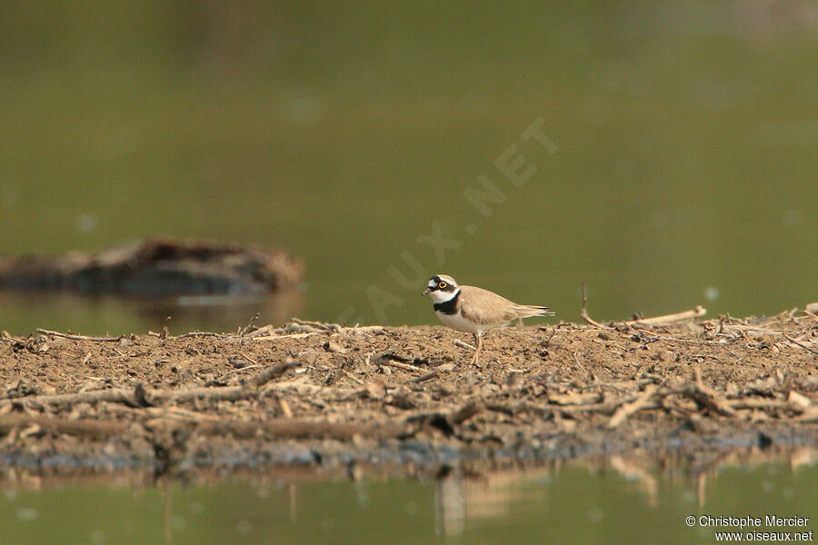 Little Ringed Plover