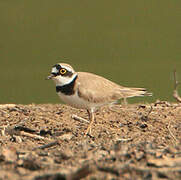 Little Ringed Plover