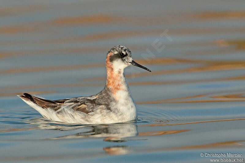 Phalarope à bec étroit