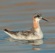 Red-necked Phalarope