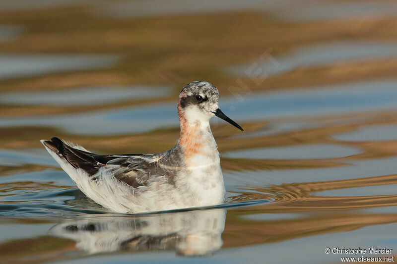 Red-necked Phalarope