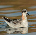 Phalarope à bec étroit