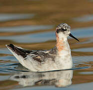 Phalarope à bec étroit