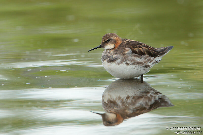 Red-necked Phalarope