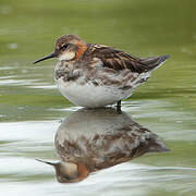 Red-necked Phalarope