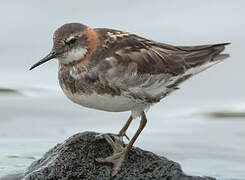 Phalarope à bec étroit