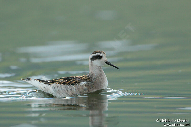 Red-necked Phalarope