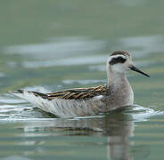 Phalarope à bec étroit