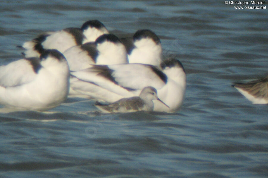 Phalarope de Wilson