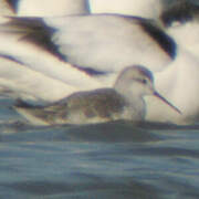 Wilson's Phalarope