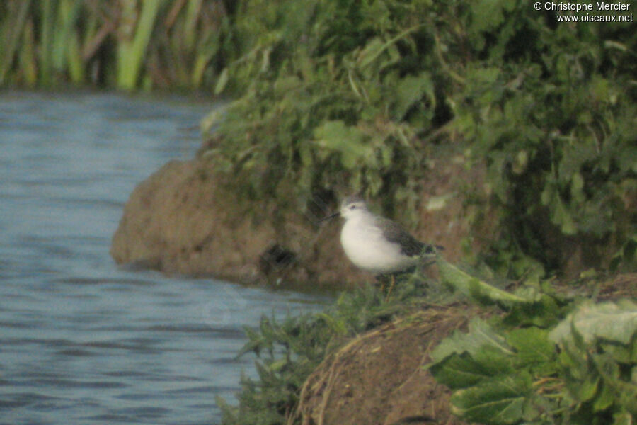 Phalarope de Wilson