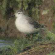 Wilson's Phalarope