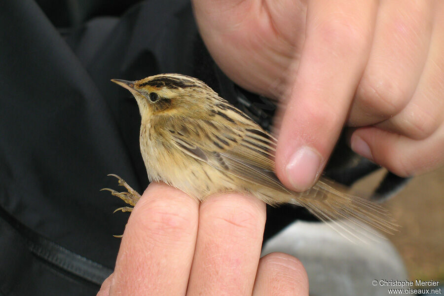 Aquatic Warbler