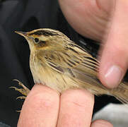 Aquatic Warbler