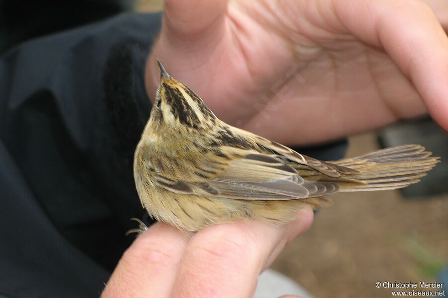 Aquatic Warbler