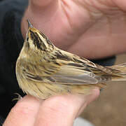 Aquatic Warbler