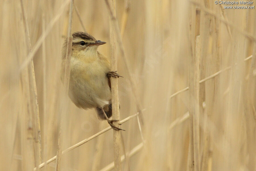 Sedge Warbler