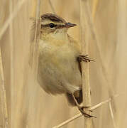 Sedge Warbler