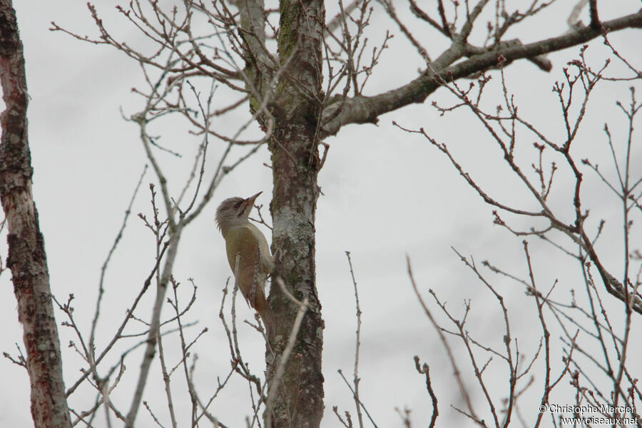 Grey-headed Woodpecker