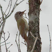 Grey-headed Woodpecker