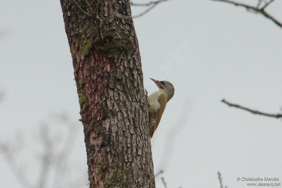 Grey-headed Woodpecker